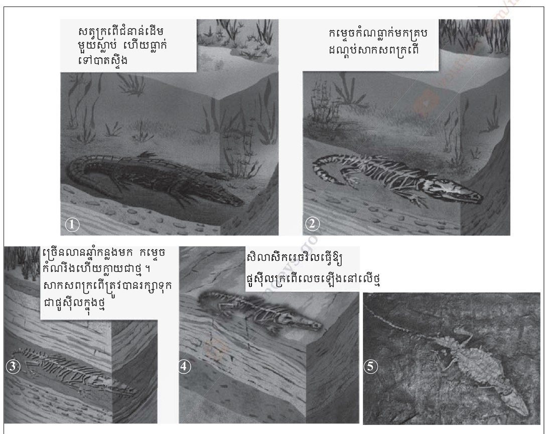 រូបទី 3.2 — កំណពូកផូស៊ីលក្នុងសិលាកម្រោកកំណ (៥ ដំណាក់កាល) / The formation of a fossil in sedimentary rock, in five stages 